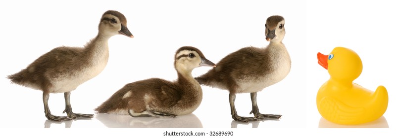 blended family - three baby mallard ducks and a rubber duck