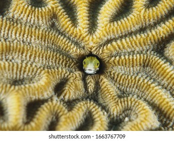 Blenny Grand Cayman Macro Reef