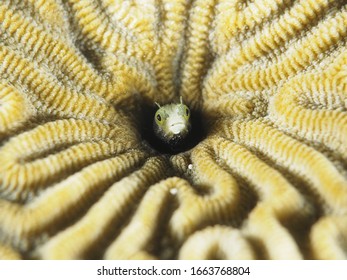 Blenny Grand Cayman Macro Reef