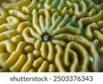 Blenny living in a brain coral