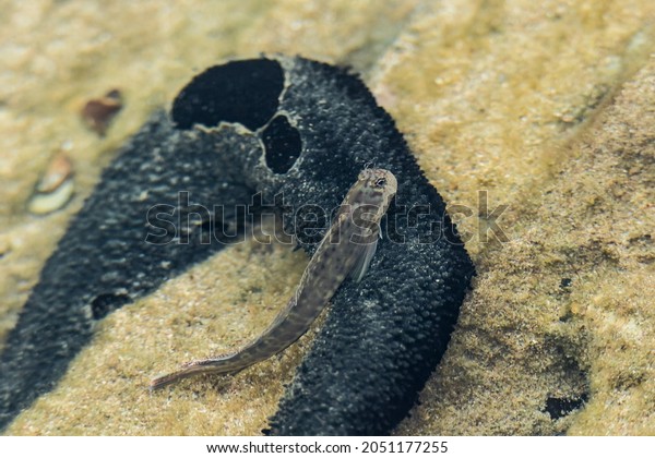 A blenny resting on a\
sea cucumber