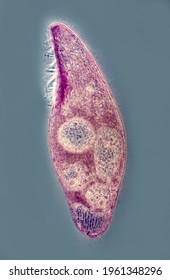 Blepharisma, Portrait Of Living Pink Heterotrich Ciliate Cell, Phase Contrast Microscopy