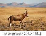 A blesbok antelope (Damaliscus pygargus) in natural habitat, Mountain Zebra National Park, South Africa
