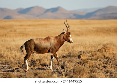 A blesbok antelope (Damaliscus pygargus) in natural habitat, Mountain Zebra National Park, South Africa