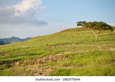 Blesbok Antilope In A South African Game Reserve