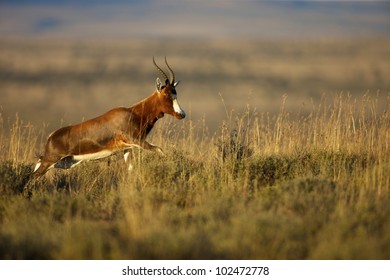 A Blesbok In The Mountain Zebra National Park