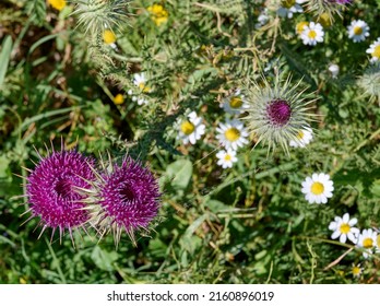 Blessed milk thistle flowers in field, close up. Silybum marianum herbal remedy, Saint Mary's Thistle, Marian Scotch thistle, Mary Thistle, Cardus marianus bloom. Close-up.