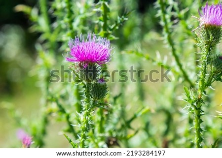 Blessed milk thistle flowers in field, close up. Silybum marianum herbal remedy, Saint Mary's Thistle, Marian Scotch thistle, Mary Thistle, Cardus marianus bloom