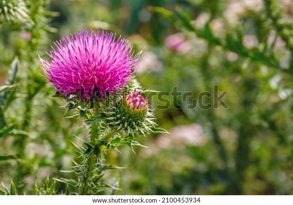 Blessed milk thistle flowers in\
field, close up. Silybum marianum herbal remedy, Saint Mary\'s\
Thistle, Marian Scotch thistle,  Mary Thistle, Cardus marianus\
bloom