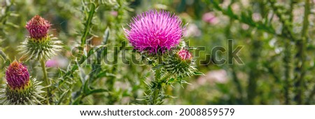 Blessed milk thistle pink flowersin field. Silybum marianum herbal remedy plant. Banner. Saint Mary's Thistle pink bloom.  Marian Scotch thistle blossom.  Mary Thistle, Cardus marianus blooms. 