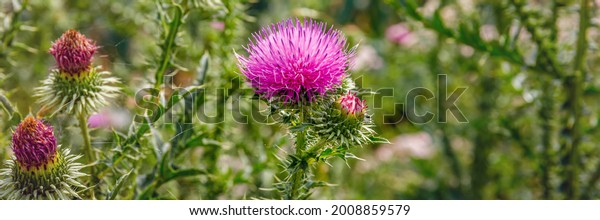 Blessed milk thistle pink flowersin field. Silybum\
marianum herbal remedy plant. Banner. Saint Mary\'s Thistle pink\
bloom.  Marian Scotch thistle blossom.  Mary Thistle, Cardus\
marianus blooms. 