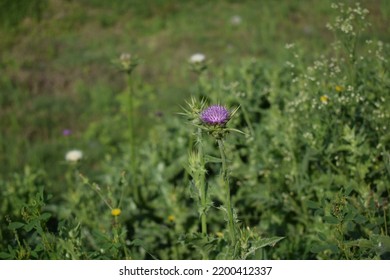 Blessed Milkthistle Closeup Picture
This Is Beautiful Plant Of Northern Area.