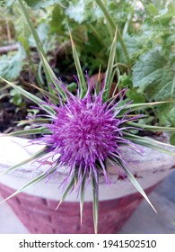 Blessed Milkthistle Purple In Color