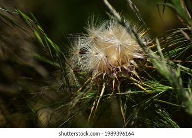 Blessed Milkthistle; A Species Of  Milk Thistle (Silybum)
[Botanical Name: Silybum 