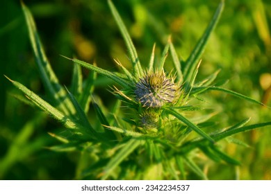Blessed thistle bud  in the field. Stock Photo
