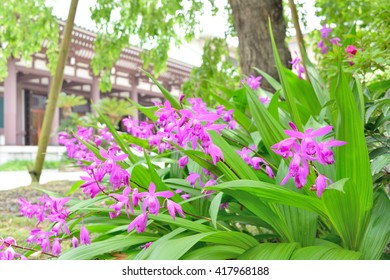 Bletilla 