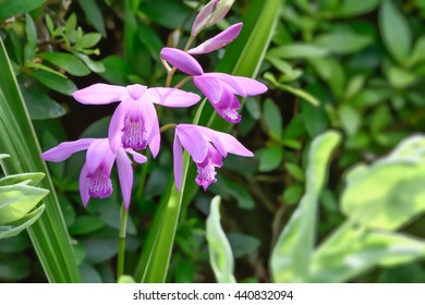 Bletilla
