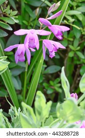 Bletilla
