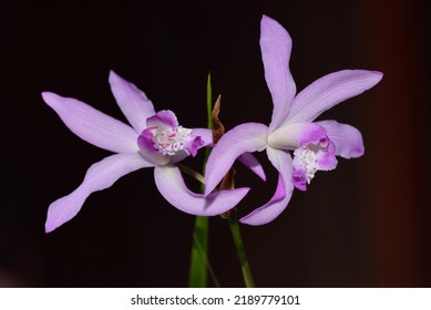 Bletilla 'Penway Princess' (Chinese Ground Orchid) With Lilac Flowers