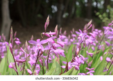 Bletilla Striata