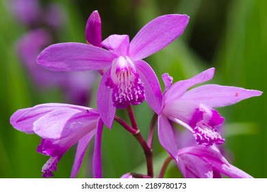 Bletilla Striata (Chinese Ground Orchid) With Lilac Flowers