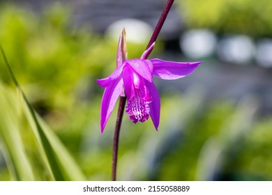 Bletilla striata, known as hyacinth orchid or Chinese ground orchid. This plant is native to China, Korea, Myanmar and Japan. Bletilla striata is used in Asian traditional medicine.