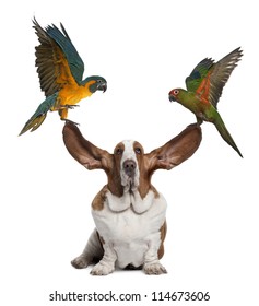 Bleu throated Macaw and Golden capped parakeet pulling up the ears of Basset Hound sitting against white background