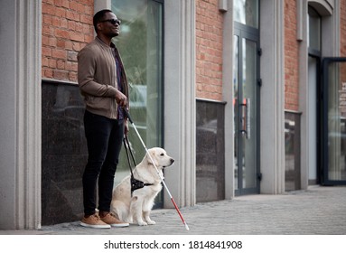 Blind Black Man With Dog Guide, Handsome Guy In Eyeglasses Hold Golden Retriever On A Leash, Looks Away