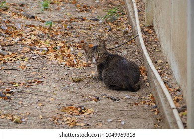 A blind cat