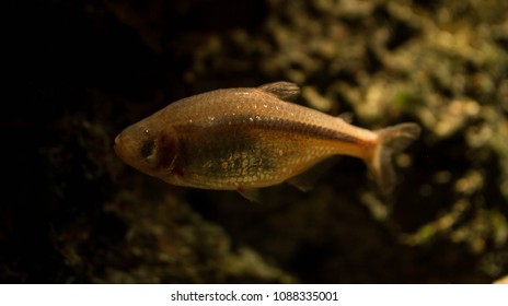 Blind Cave Fish