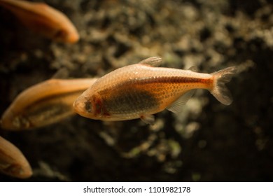 Blind Cave Fish