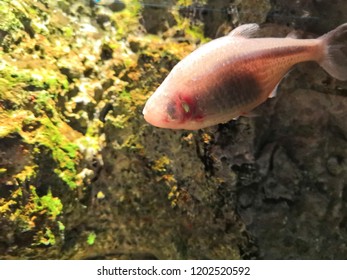 Blind Cave Fish