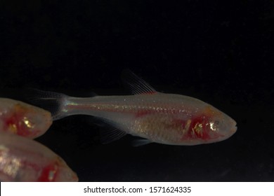 A Blind Cave Fish, Astyanax Mexicanus, With A Black Background.