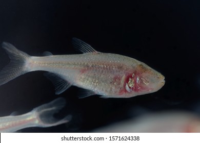 A Blind Cave Fish, Astyanax Mexicanus, With A Black Background.