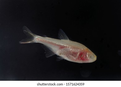 A Blind Cave Fish, Astyanax Mexicanus, With A Black Background.