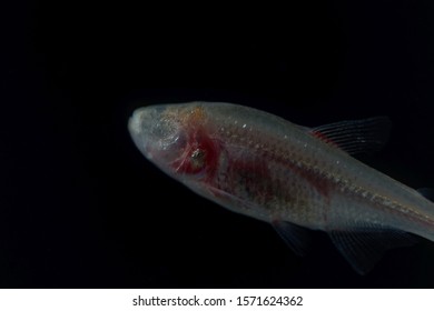 A Blind Cave Fish, Astyanax Mexicanus, With A Black Background.