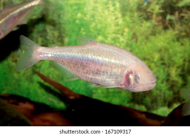 Blind Cave Mexican Tetra Aquarium Fish