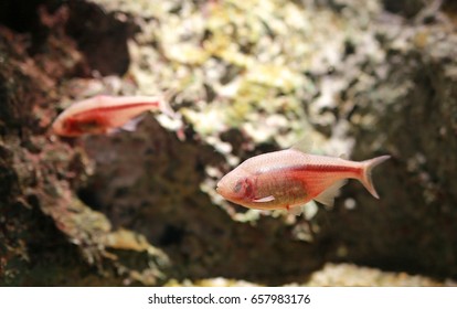 Blind Cave Mexican Tetra Aquarium Fish