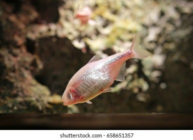 Blind Cave Mexican Tetra Aquarium Fish