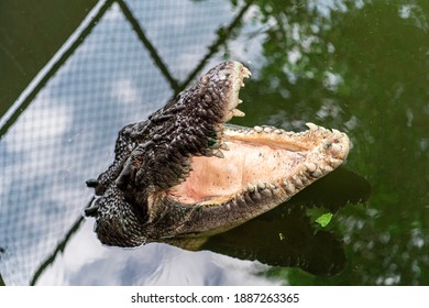 Blind Crocodile Waiting To Be Fed. Crocodylus Park, Darwin.