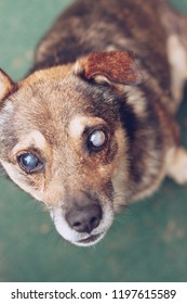 Blind Dog, Eye Cataract.