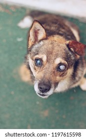 Blind Dog, Eye Cataract.