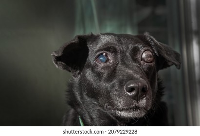 Blind Dog . Glaucoma In Dogs . It Is A Condition In Which The Eyeball Is High Pressure, Together With The Condition Of Not Being Able To Drain The Fluid Generated From The Eyeball.