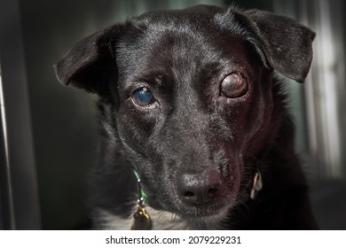 Blind Dog . Glaucoma In Dogs . It Is A Condition In Which The Eyeball Is High Pressure, Together With The Condition Of Not Being Able To Drain The Fluid Generated From The Eyeball.