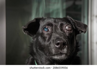 Blind Dog . Glaucoma In Dogs . It Is A Condition In Which The Eyeball Is High Pressure, Together With The Condition Of Not Being Able To Drain The Fluid Generated From The Eyeball.