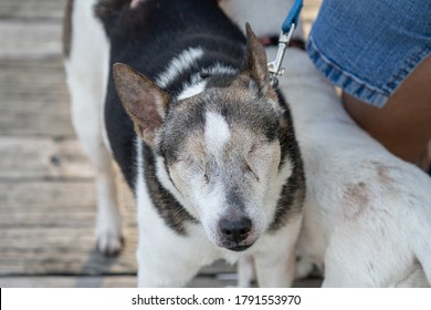 Blind Dog Has No Eyes From Glaucoma 