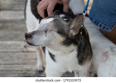 Blind Dog Has No Eyes From Glaucoma 