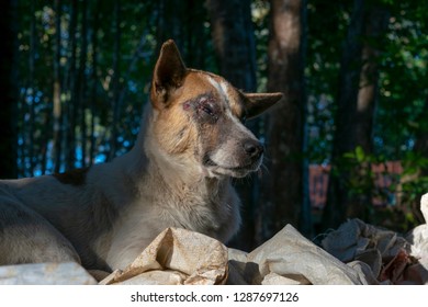 Blind Dog Lying Under The Tree.