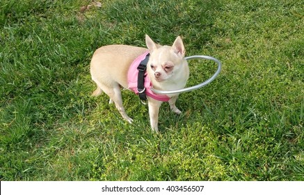 Blind Dog Wearing The Halo Vest;  The White Cane For Dogs.