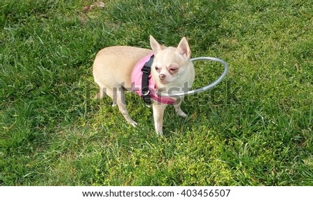 blind dog vest blind dog vest